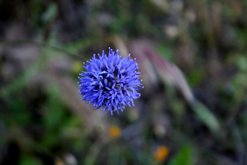 vedovina...? No, Jasione montana